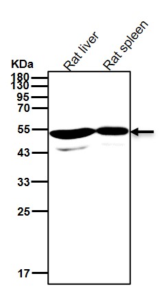 Cytochrome P450 27A1 Ab