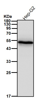 Cytochrome P450 27A1 Ab