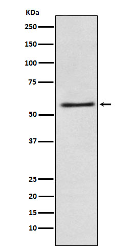 Fatty acid amide hydrolase 1 Ab