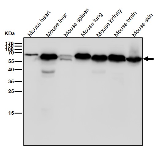 Fatty acid amide hydrolase 1 Ab