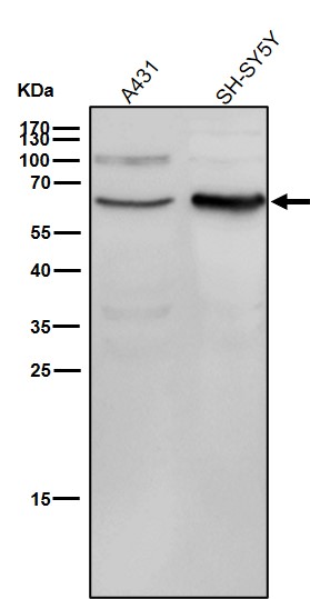 Fatty acid amide hydrolase 1 Ab