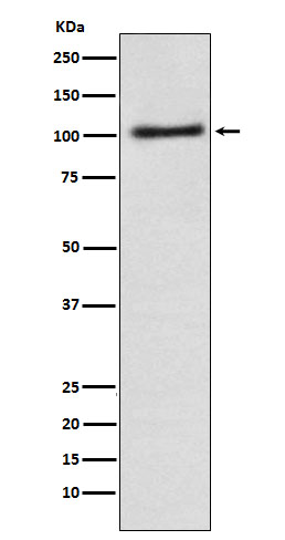 AP 2 complex alpha 1 Ab