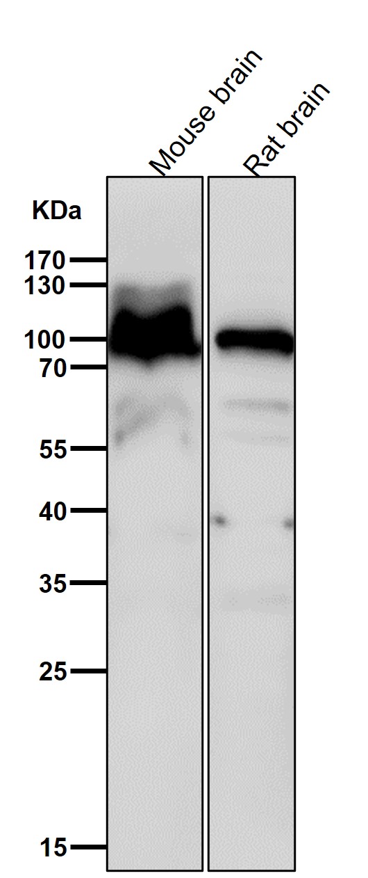 AP 2 complex alpha 1 Ab