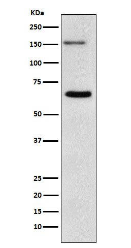 NUP153 Ab