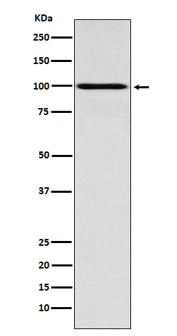 IFN gamma receptor 1 Ab