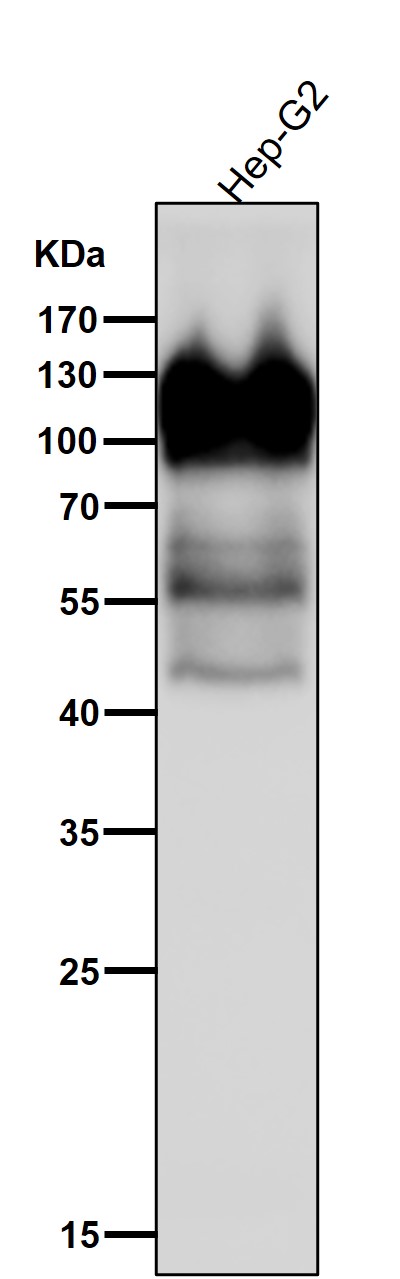 IFN gamma receptor 1 Ab