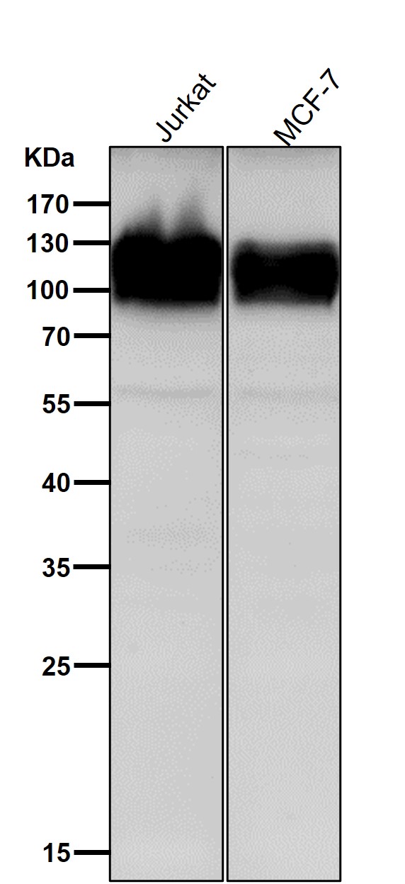 IFN gamma receptor 1 Ab