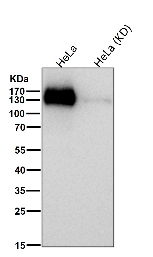 Diaphanous homolog 1 Ab