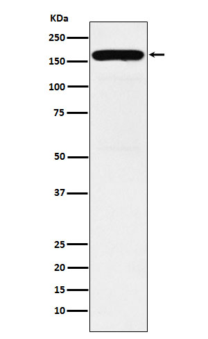 Diaphanous homolog 1 Ab