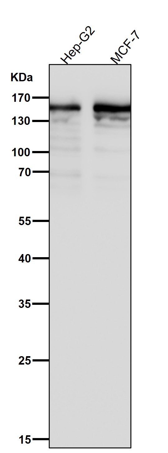 Diaphanous homolog 1 Ab