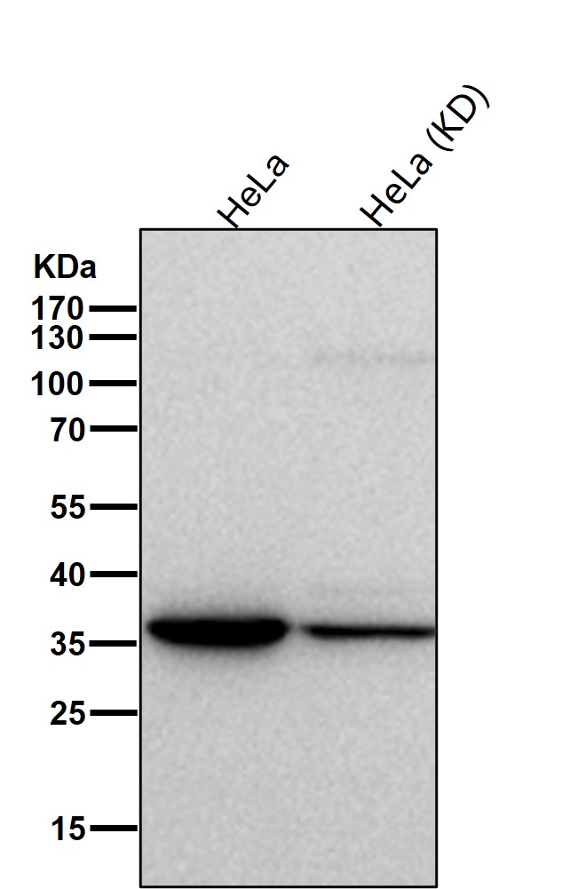 Actin related protein 2 Ab