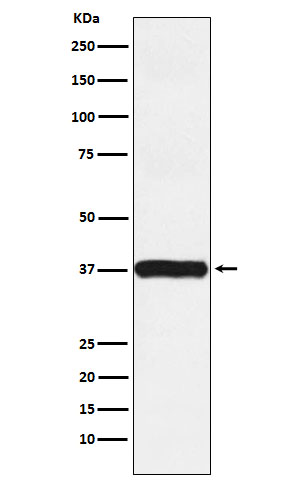 Actin related protein 2 Ab