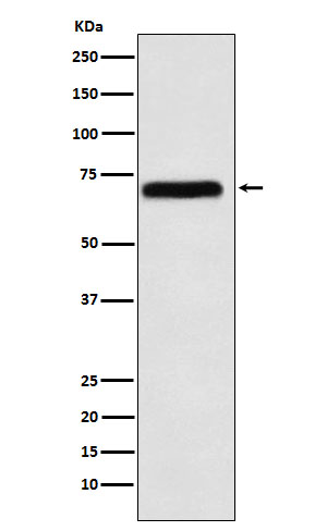 NXF1 Ab