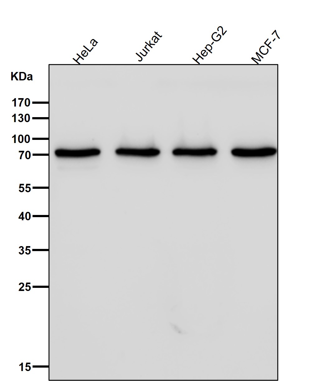 NXF1 Ab