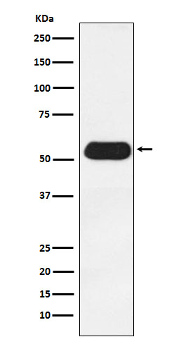 Estrogen related receptor gamma Ab