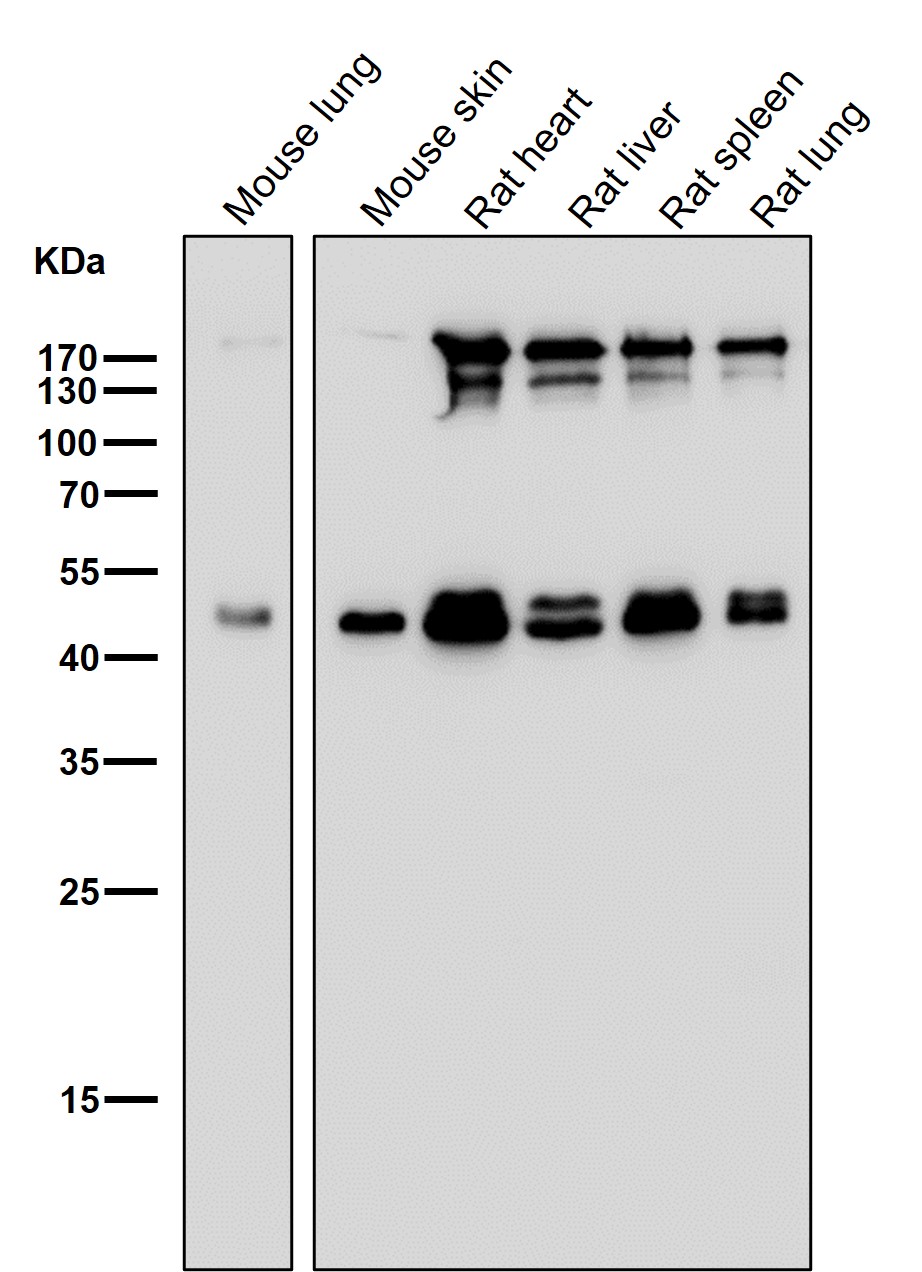 Estrogen related receptor gamma Ab