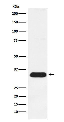 Syntenin 1 Ab