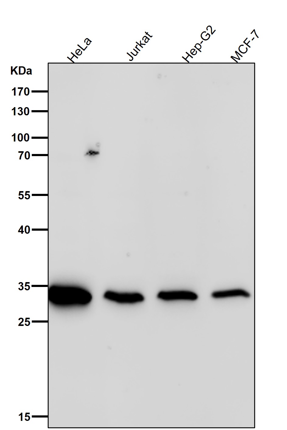 Syntenin 1 Ab