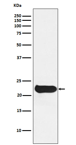 Glutathione peroxidase 2 Ab