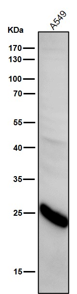 Glutathione peroxidase 2 Ab