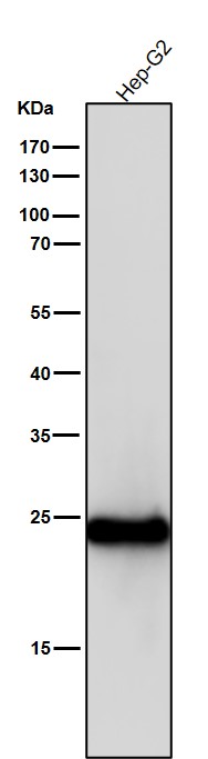 Glutathione peroxidase 2 Ab