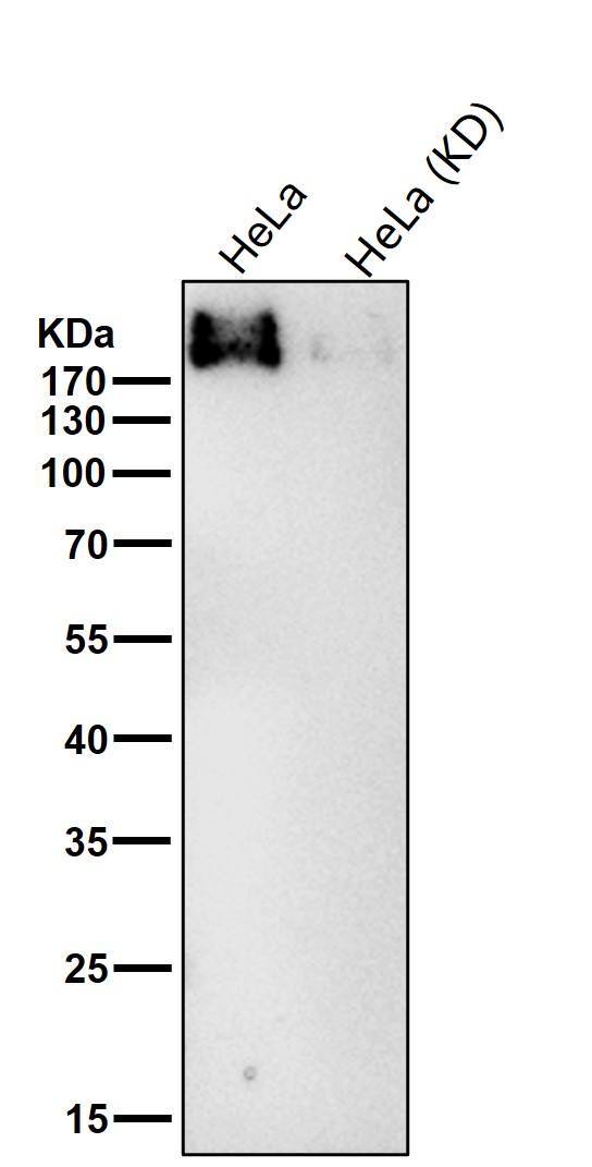 Laminin gamma 1 Ab