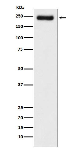 Laminin gamma 1 Ab