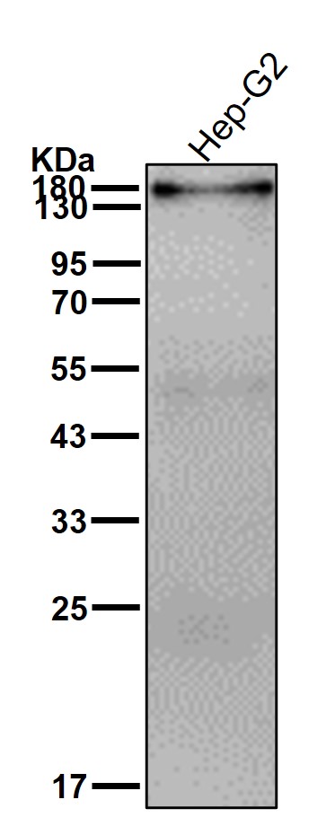 Laminin gamma 1 Ab