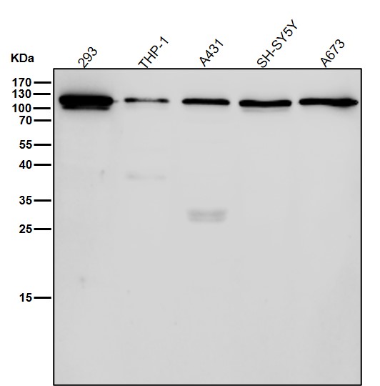 beta Galactosidase Ab