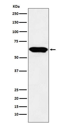 E2F4 Ab