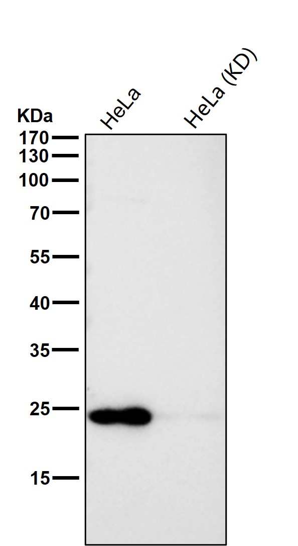 GSTP1 Ab