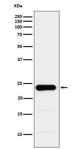 GSTP1 Ab