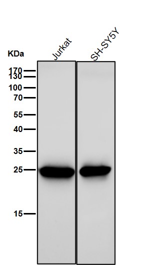 GSTP1 Ab