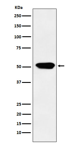 Cytochrome P450 4A11 Ab