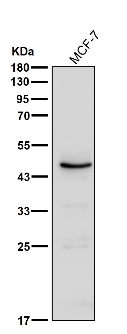 Cytochrome P450 4A11 Ab