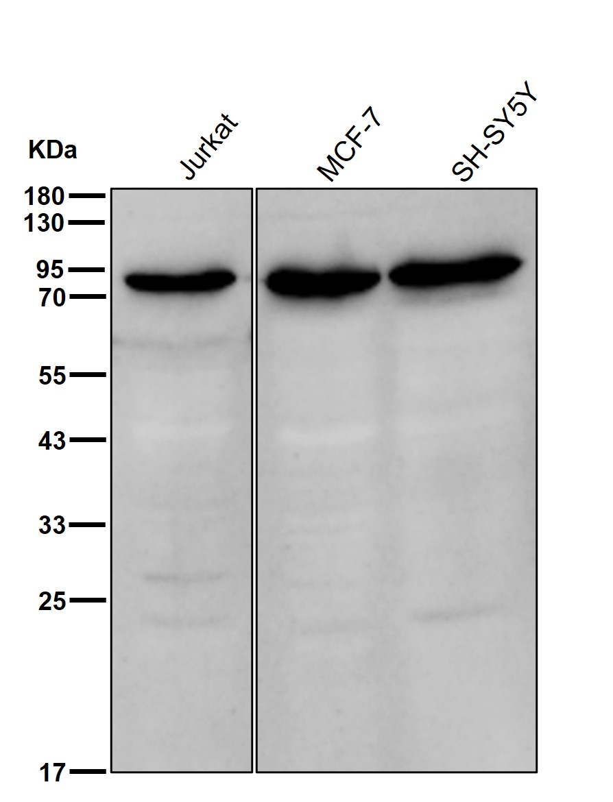 Aconitase 2 Ab