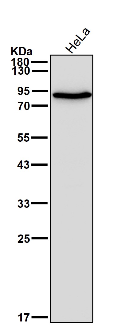 Aconitase 2 Ab