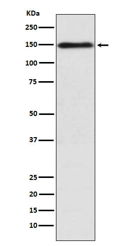 Collagen XI alpha 1 Ab