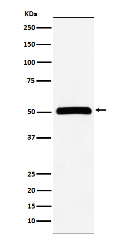 CELF 1 Ab