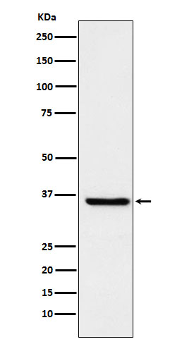 FGF19 Ab