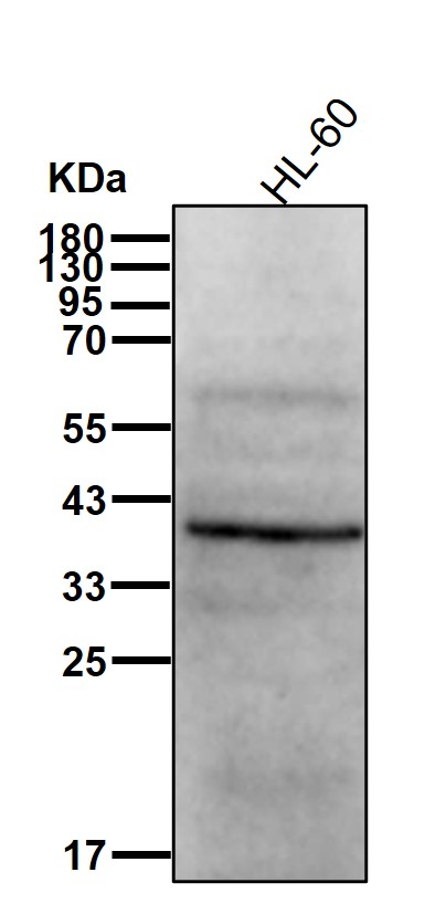 FGF19 Ab