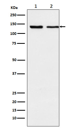 Exportin 5 Ab