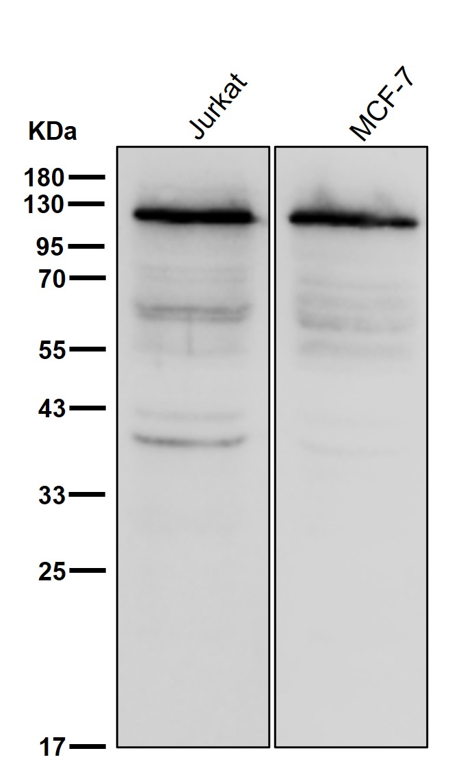 Exportin 5 Ab