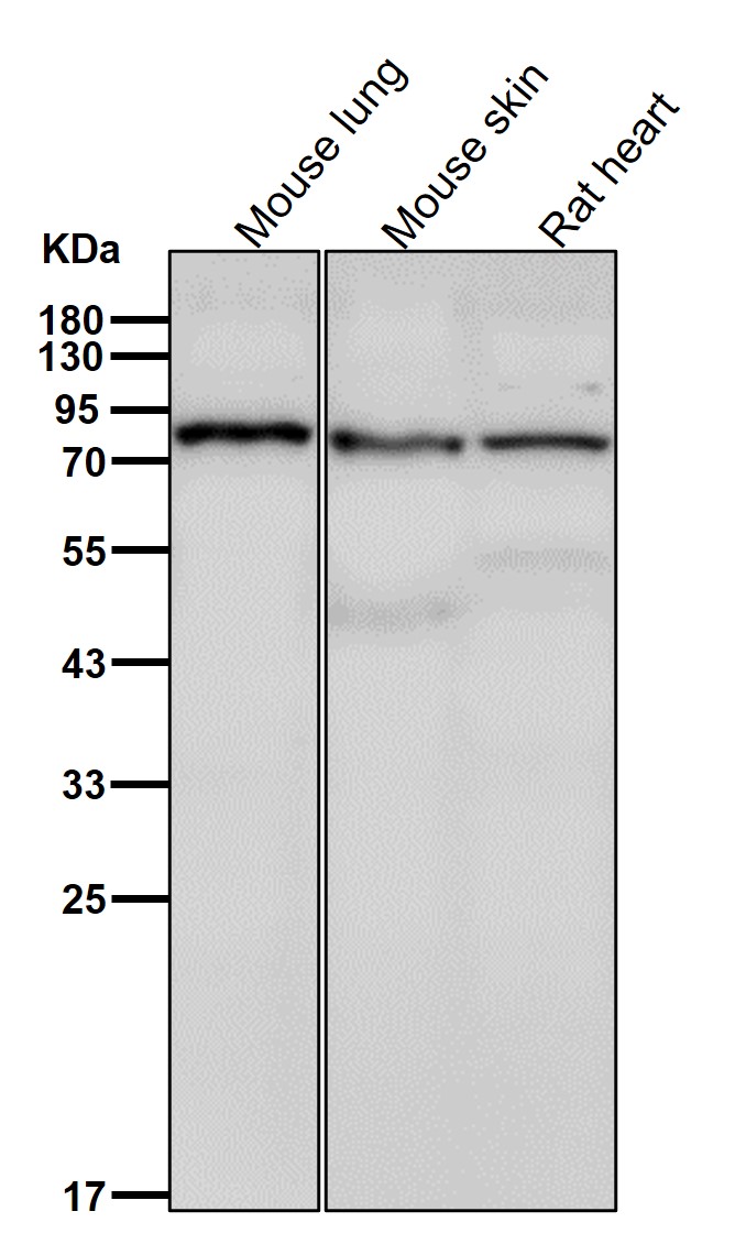 RRM1 Ab