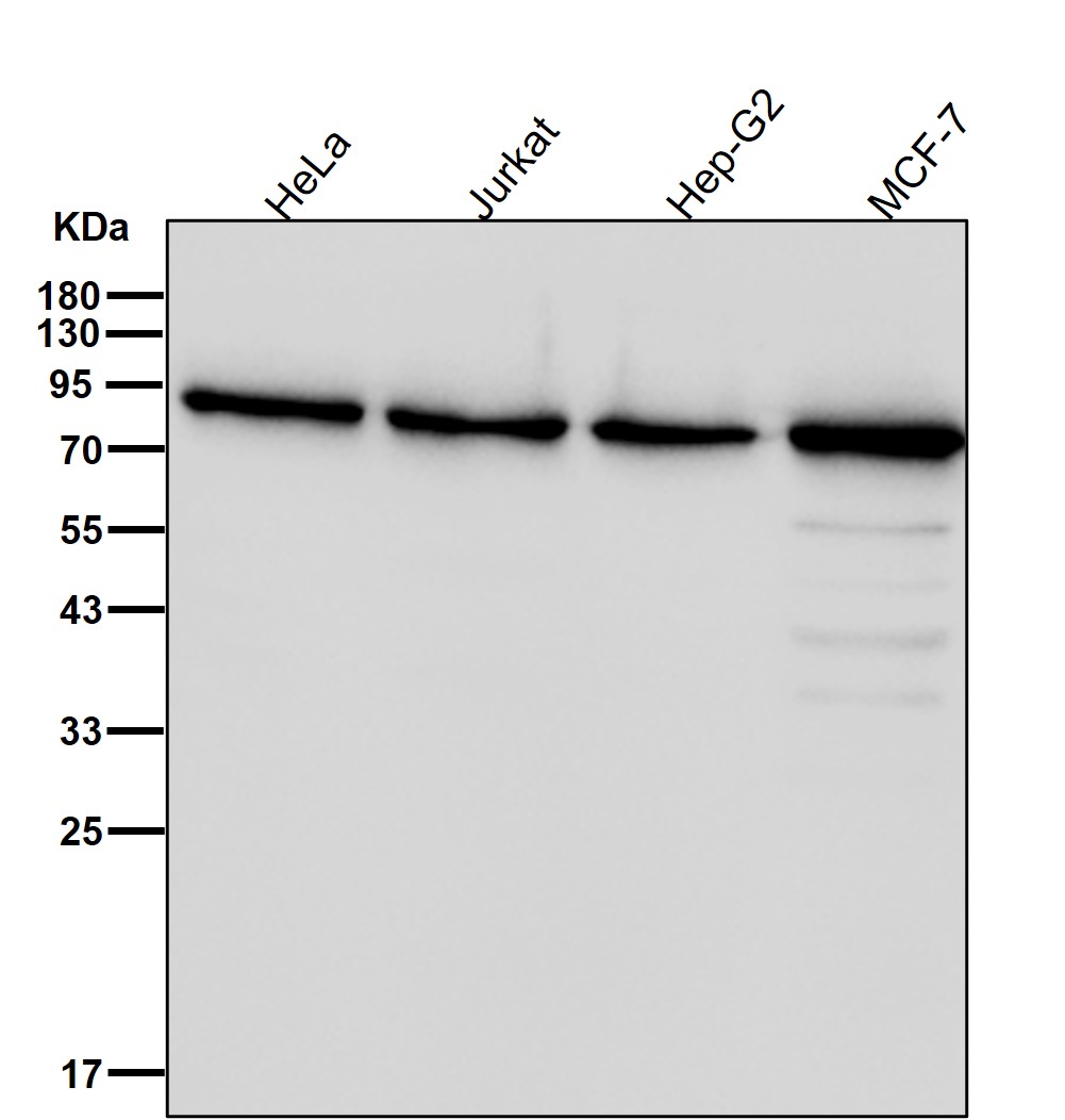 RRM1 Ab