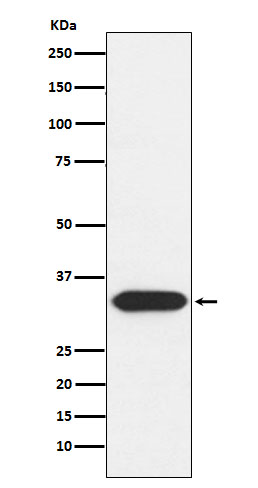 Syntaxin 3 Ab