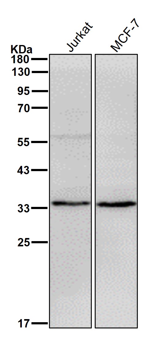 Syntaxin 3 Ab