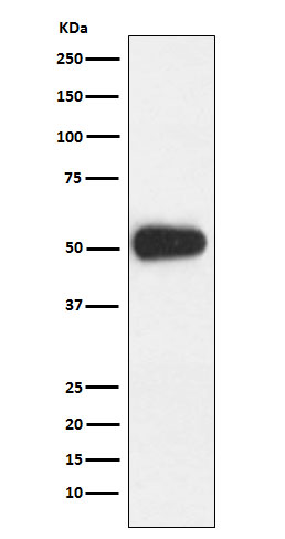 CD27 Ab