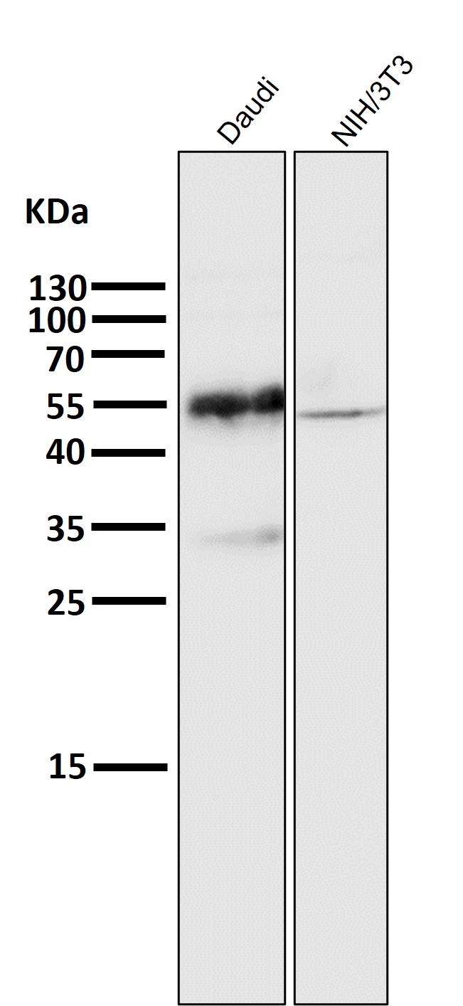 CD27 Ab