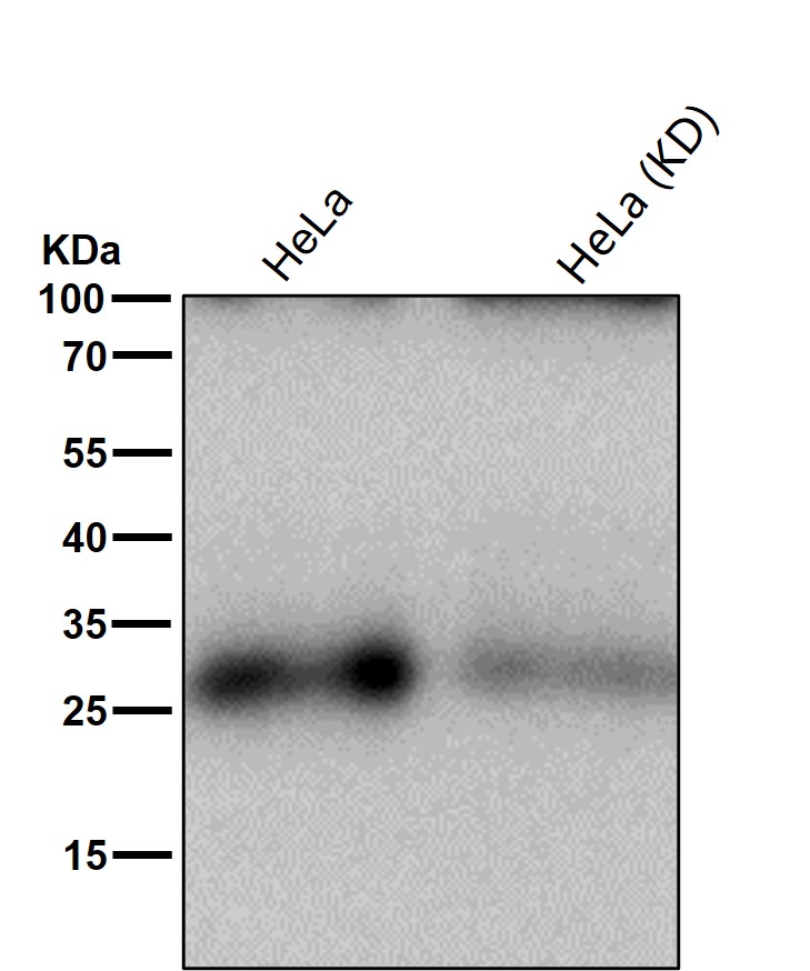 Bcl 10 Ab